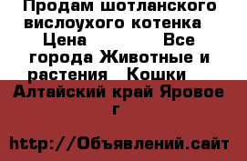 Продам шотланского вислоухого котенка › Цена ­ 10 000 - Все города Животные и растения » Кошки   . Алтайский край,Яровое г.